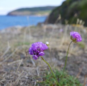 Wildflower nature floral