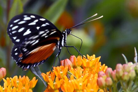 Animal arthropod Asclepias syriaca