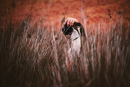 Field grass hay