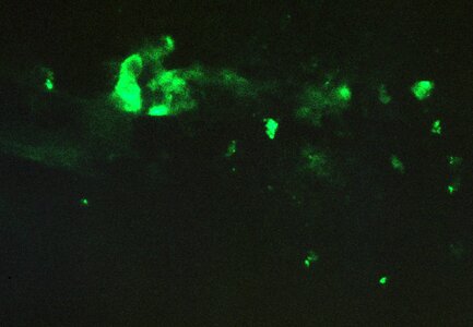 Antibody chick coloration photo