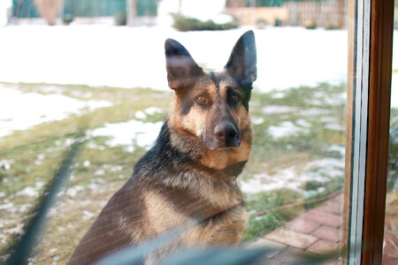 Beautiful dog, Alsatian behind the glass door of the house photo