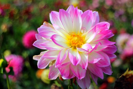 Plant composites flower garden