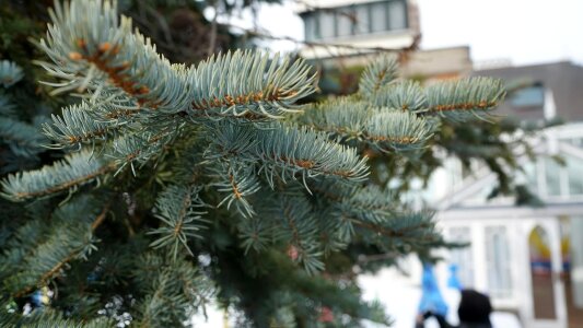 Branch conifer pine