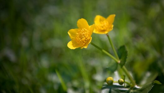 Toxic meadow nature photo