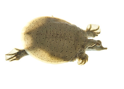 Smooth softshell turtle photo