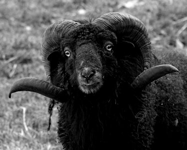 Bock male face