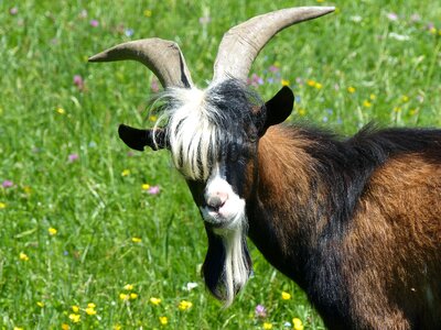Horned domestic goat horns photo