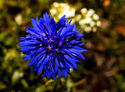 Blue flower garden nature photo
