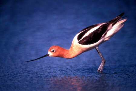 American Avocet in Breeding Plumage photo