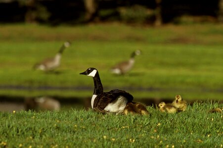 Canada geese teen