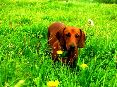 Dog dachshund animal photo