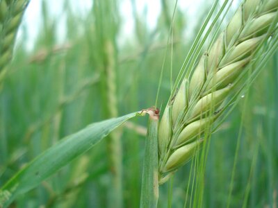 Bread nature nutrition