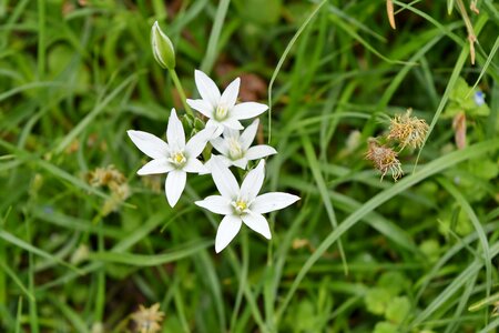 Green Grass white flower nature
