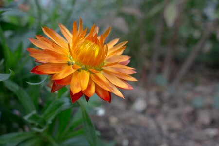 Italian immortelle plant composites photo