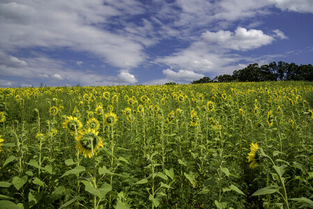 Backs of the sunflowers under the skies photo