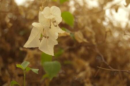 Sepia visual effects