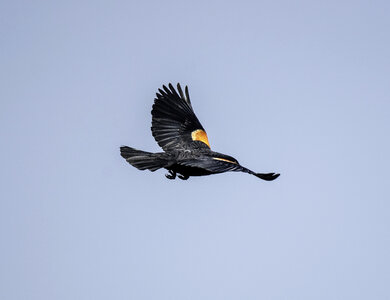 Red Winged Blackbird flying away photo
