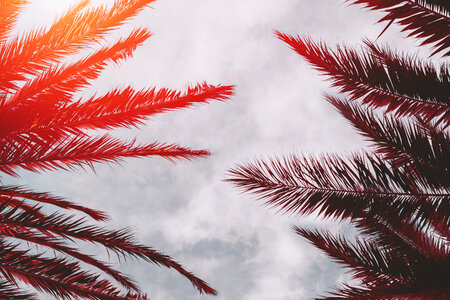 Palm leaves photo