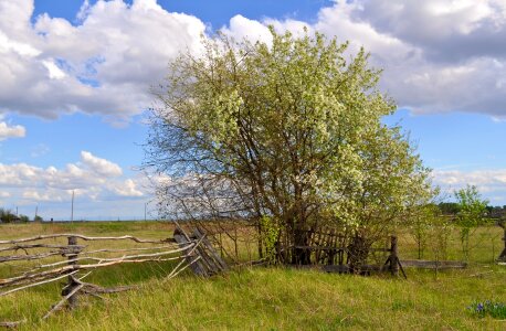 Old wood flowers photo