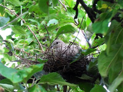 Nest pigeon ready
