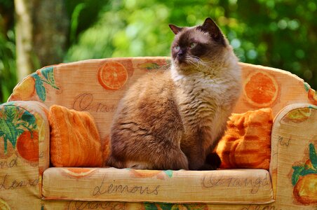 British shorthair thoroughbred fur