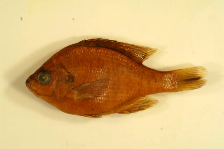 Lepomis macrochirus-1 photo