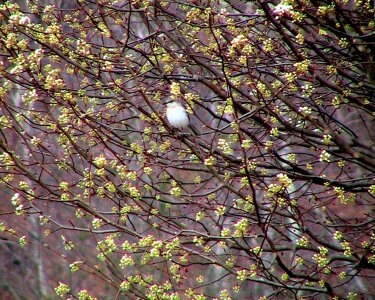 Bulb Mimus polyglottos tree