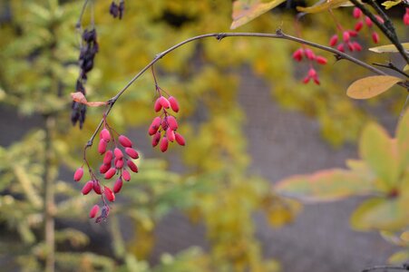 Harvest vitamins autumn