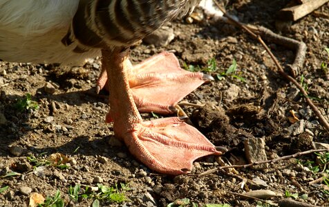 Bird domestic goose foot