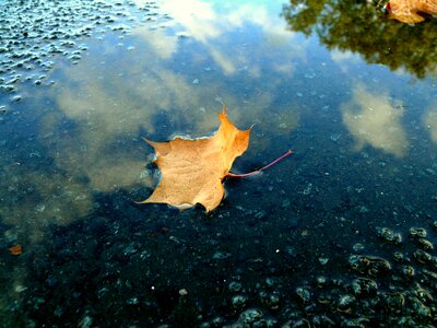 Autumn mirroring wet photo