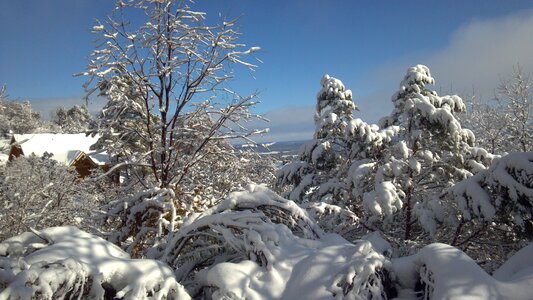 Winter dream winter bushes wintry photo