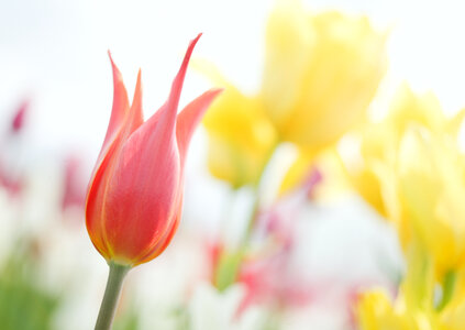 Pink tulip photographed with a selective focus photo