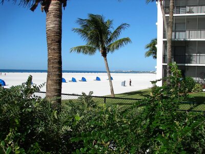 Beach tree palm photo