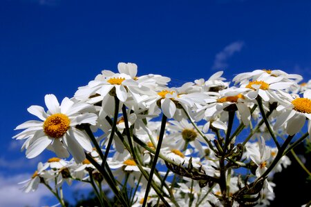 Meadow lawn land photo