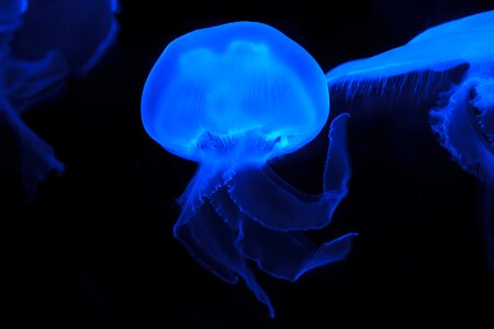 Animal jellyfish blue