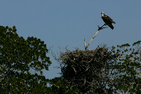 Osprey in nest photo