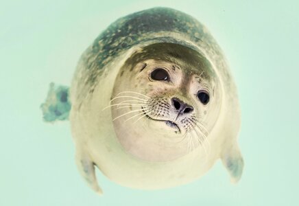 Marine life ocean