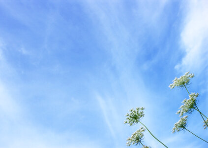 wildflowers at summer meadow and blue sky photo