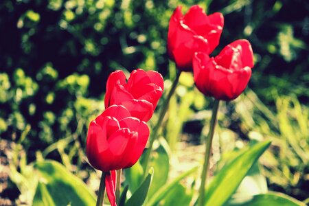 Blooming flower garden photo