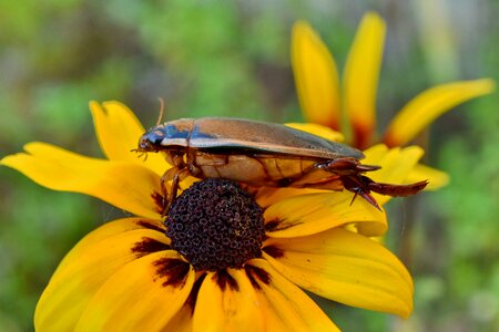 Beautiful Image beetle detail