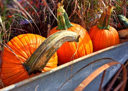 Halloween orange harvest photo