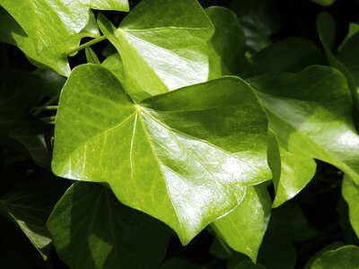 Green climber plant creeper
