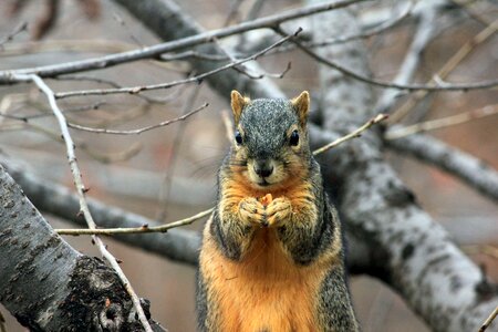 Eating nut bushy photo