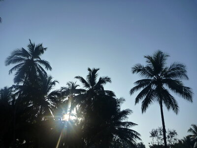 Tropics Coconut Trees Palm