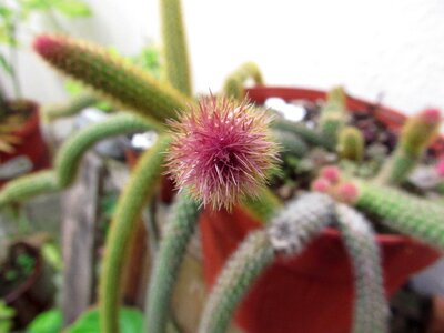 Pink pot plant