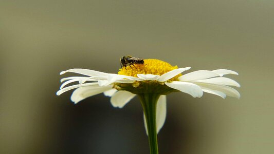 Animal arthropod beautiful flowers
