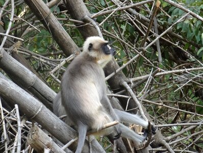 Wildlife jungle safari