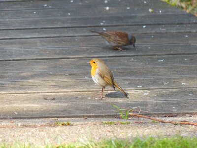 Erithacus rubecula species old world flycatcher