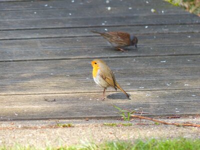 Erithacus rubecula species old world flycatcher photo