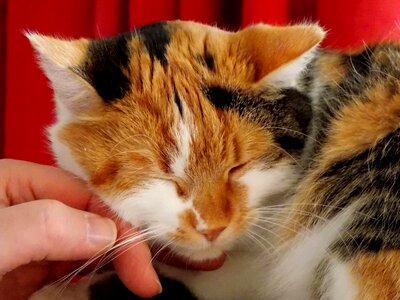 Animal cat claw